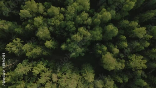 Flight over european forest vertical view from above during sunset golden hour. Top aerial view of dense wood. Slow and cinematic flight over forest with visible fir, pine and other deciduous trees