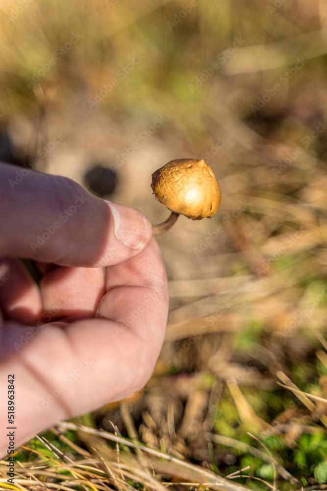 Man foraging, looking for psilocybin or magic mushroom, growing on horse dung - Haute-Savoie, France Man foraging, looking for psilocybin or magic mushroom, growing on horse dung - Haute-Savoie, France