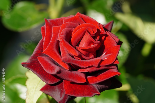 blooming red rose