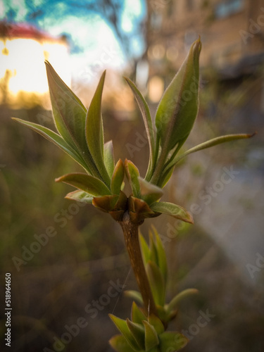 Plant bud. Spring. Start of a new life