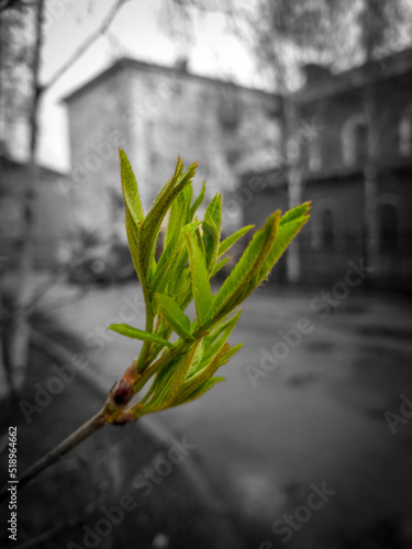 Plant bud. Spring. Start of a new life