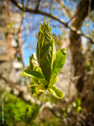 Plant bud. Spring. Start of a new life