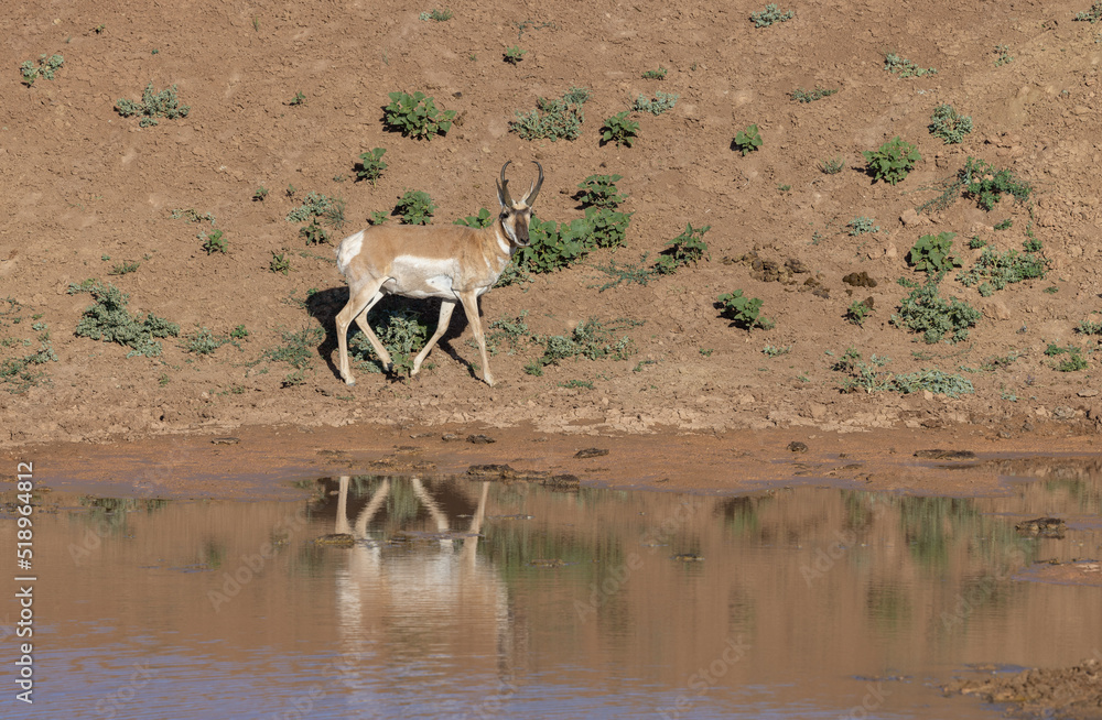 Pronghorn Antelope Buck Reflected in a Wyoming Desert Waterhole Pronghorn Antelope Buck Reflected in a Wyoming Desert Waterhole