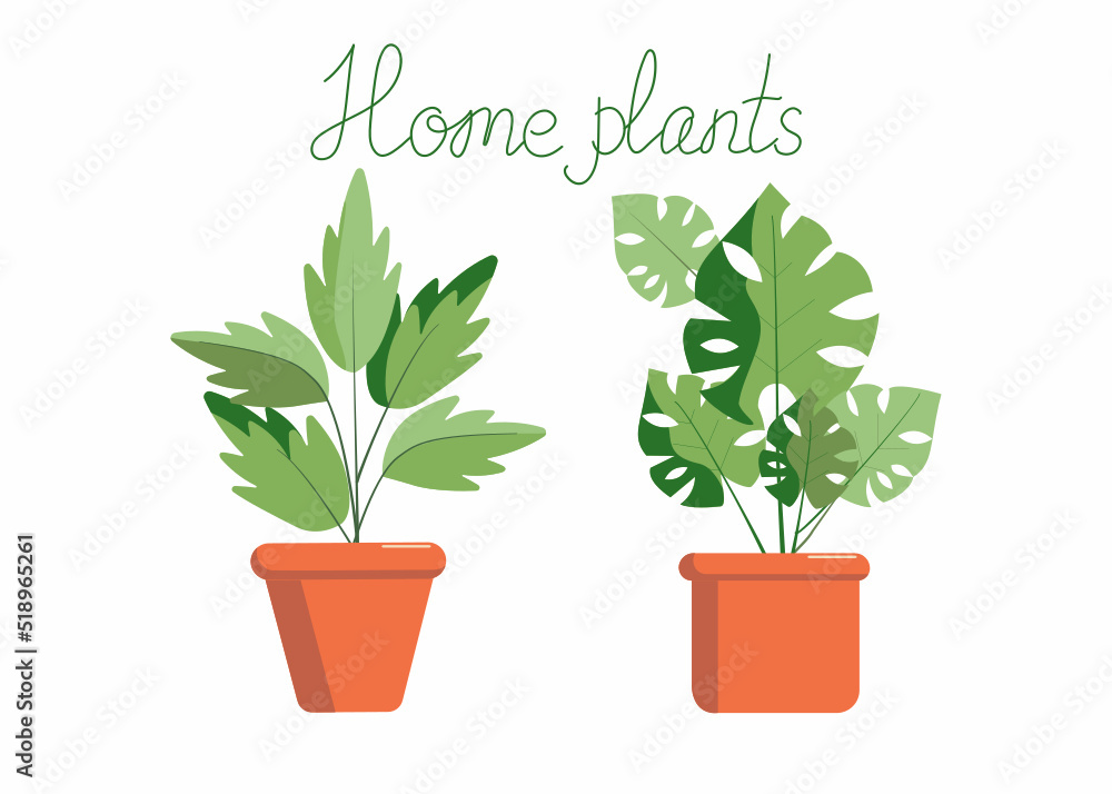 Obraz premium Home plant in a pot. Lettering. Potted plants and inscription. Vector illustration. Isolate background.