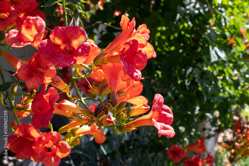 Campsis Trumpet Vine exotic climbing plant with bright orange flowers in sunlight in vertical yard or garden. 