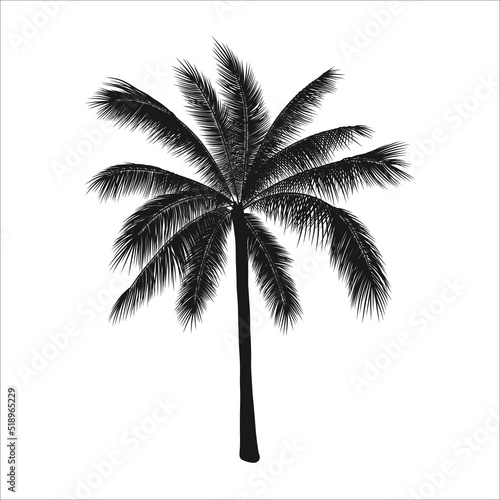 Vector tropical illustration, palm tree silhouette. Object isolated on white background.