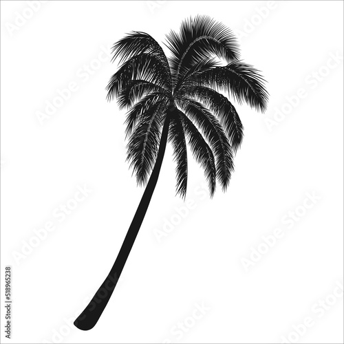 Vector tropical illustration, palm tree silhouette. Object isolated on white background.