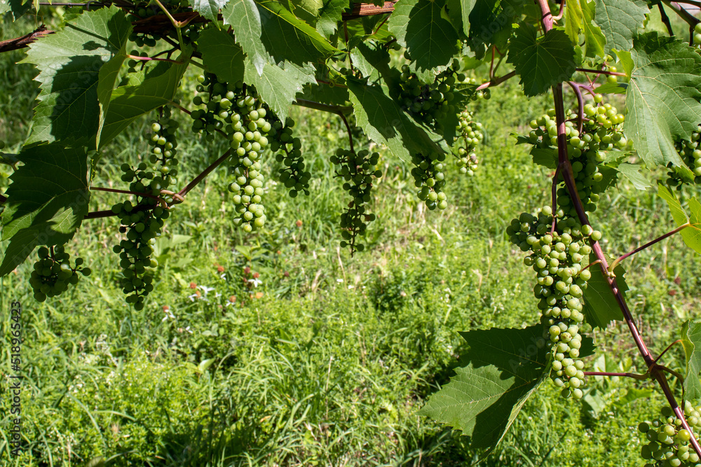 Green grapes hanging on vines, young unripe grapes in the vineyard. Natural green background