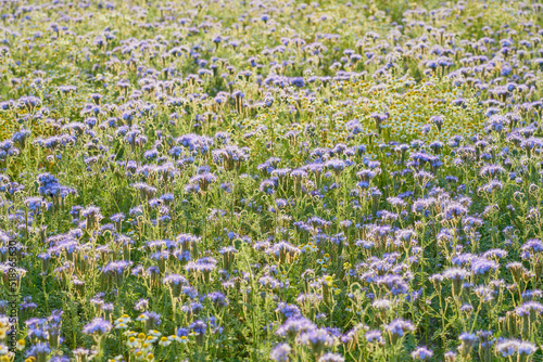 A field with purple flowers as a natural background.