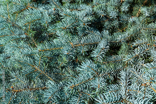 Blue spruce background. Needles on the branches close-up.