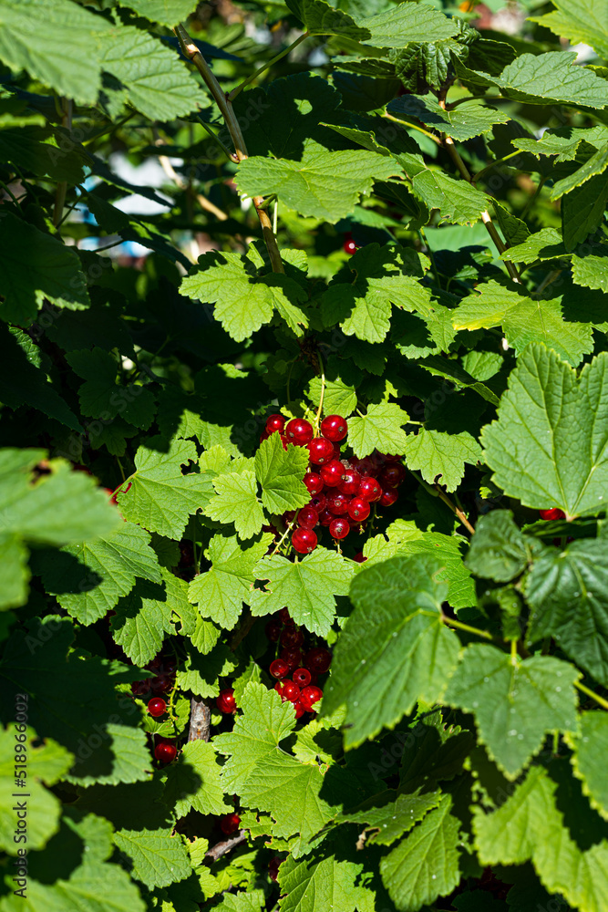 A brush of red currant berries and green leaves. A brush of red currant berries and green leaves.