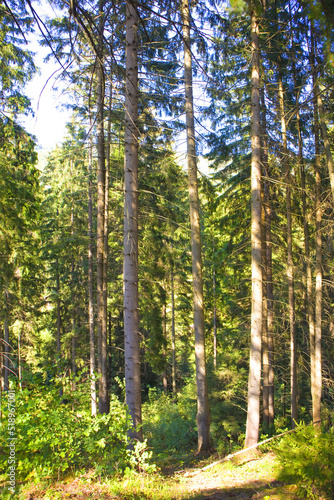 Forest path in the spruce forest of the Carpathians