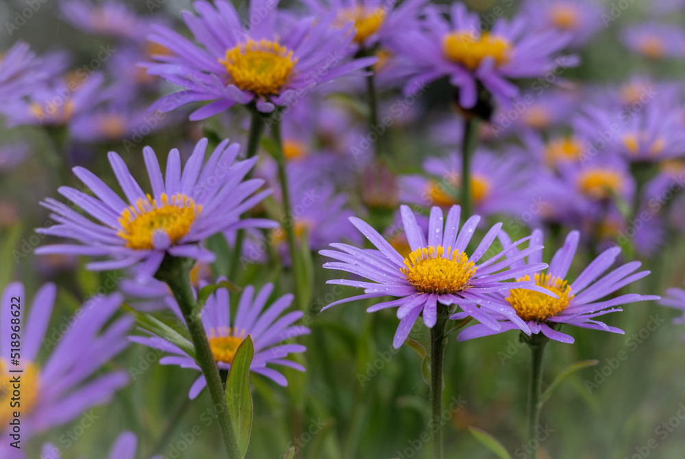 Aster himalaicus purple flowers with yellow centers, blooming in the garden. Aster himalaicus purple flowers with yellow centers, blooming in the garden.