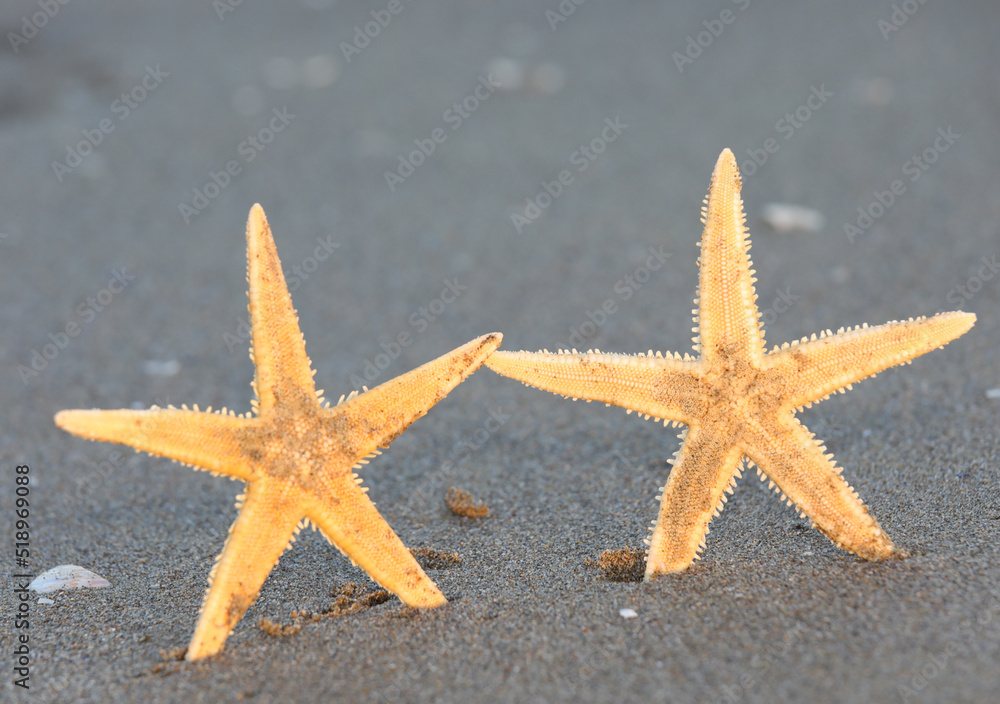 two starfish that seem to join hands like two friends two starfish that seem to join hands like two friends