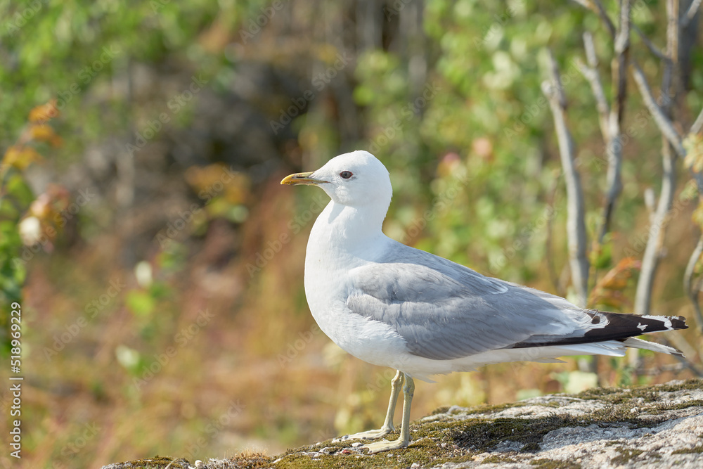 A seagull near on a granite stone in the sun. A seagull near on a granite stone in the sun.