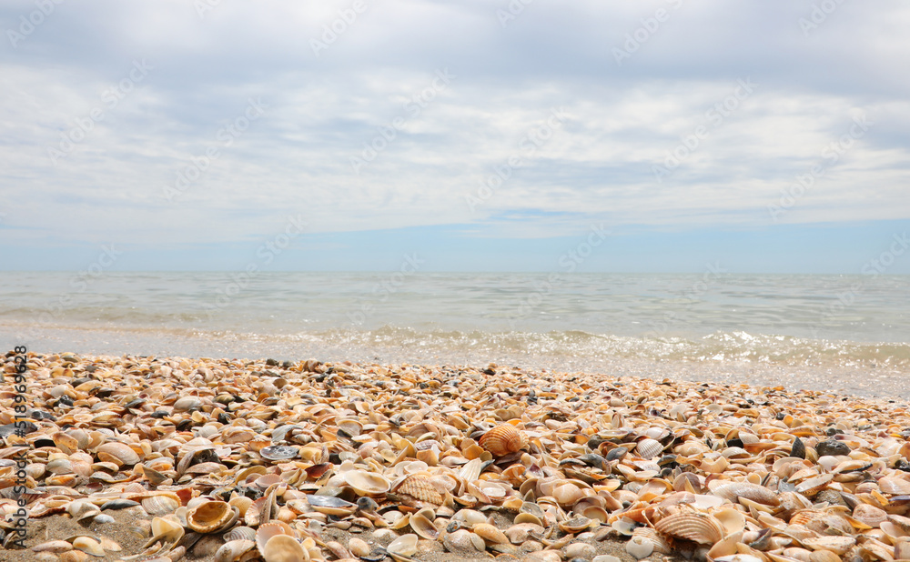 tropical background with the sea the sky the clouds lots of shells on the shore on the beach tropical background with the sea the sky the clouds lots of shells on the shore on the beach