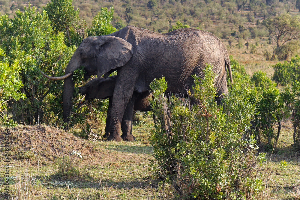 Fototapeta premium Elephants wild Africa