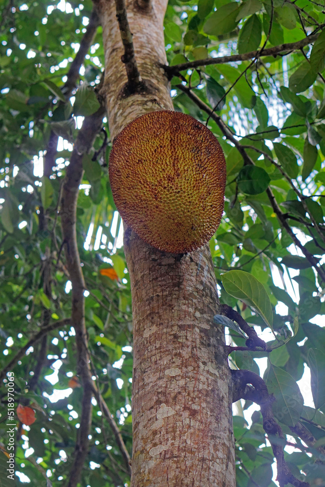 Durian at tree