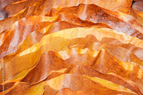 Close-up of fallen magnolia leaves background.  Abstract autumn background.