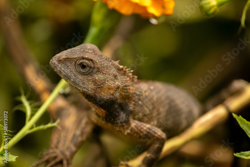 Direct eye contact with brown lizard. 