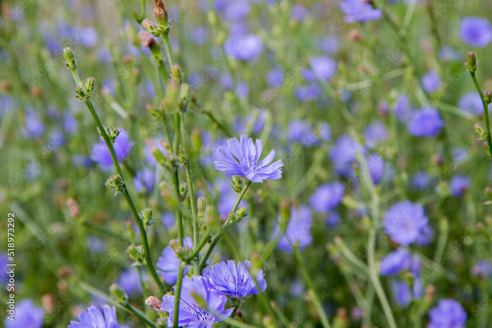 Common chicory plant blooming in a meadow	
