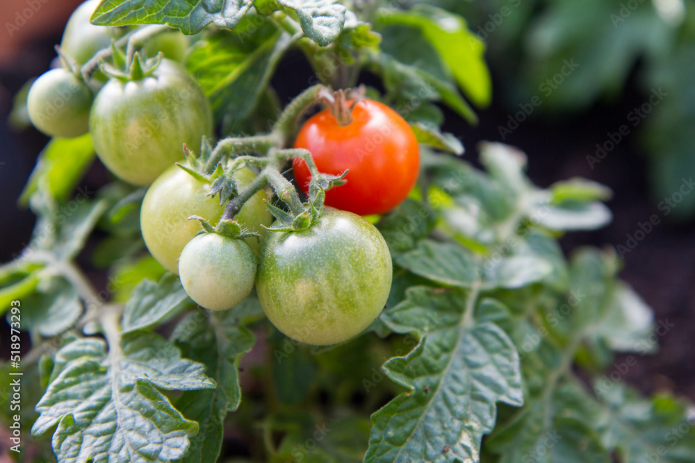 Tomato fruits growing in a garden	
