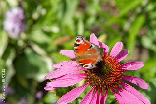 The European peacock butterfly on the Echinacea flower 