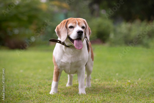 beagle dog on grass © Zane