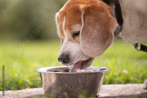 beagle puppy in the garden