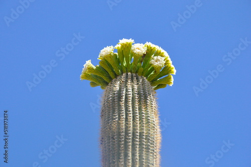 Cactus flowering with sky in background