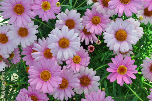 Pink and white daisies close up
