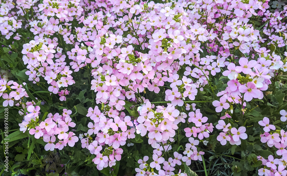 Obraz premium Pink tiny summer flowers full wallpaper. Pink phlox perennial plant ground cover. Delicate stone garden flowers top view.