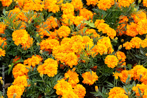 orange french marigold flowers in summer garden © Maksims
