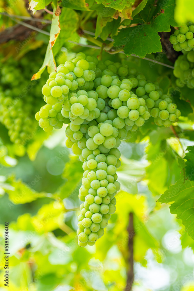 grapes with green leaves on the vine. fruits grapes with green leaves on the vine. fruits