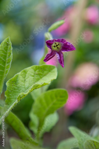 Tobacco plant blooming in a garden in close up
