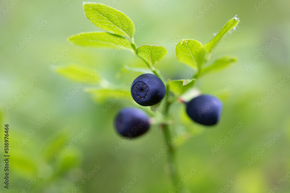 Fresh organic blueberries on the Bush. Fresh organic blueberries on the Bush.