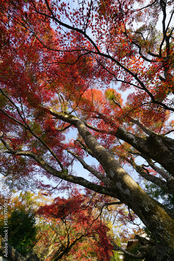 京都大原の紅葉風景 京都大原の紅葉風景