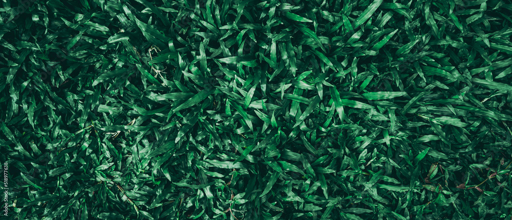 Close up tropical Green leaves texture and abstract background., Nature concept., dark tone. Close up tropical Green leaves texture and abstract background., Nature concept., dark tone.