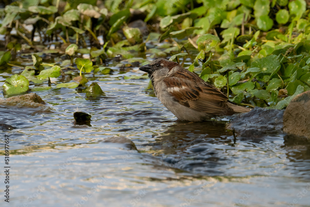 A House Sparrow Taking a Dip in a Stream A House Sparrow Taking a Dip in a Stream
