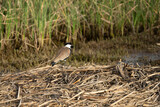 A Spur Winged Lapwing by a Natural Pond