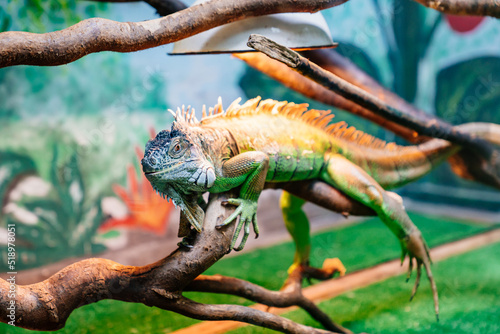 An iguana in a zoo terrarium or at home Fototapeta