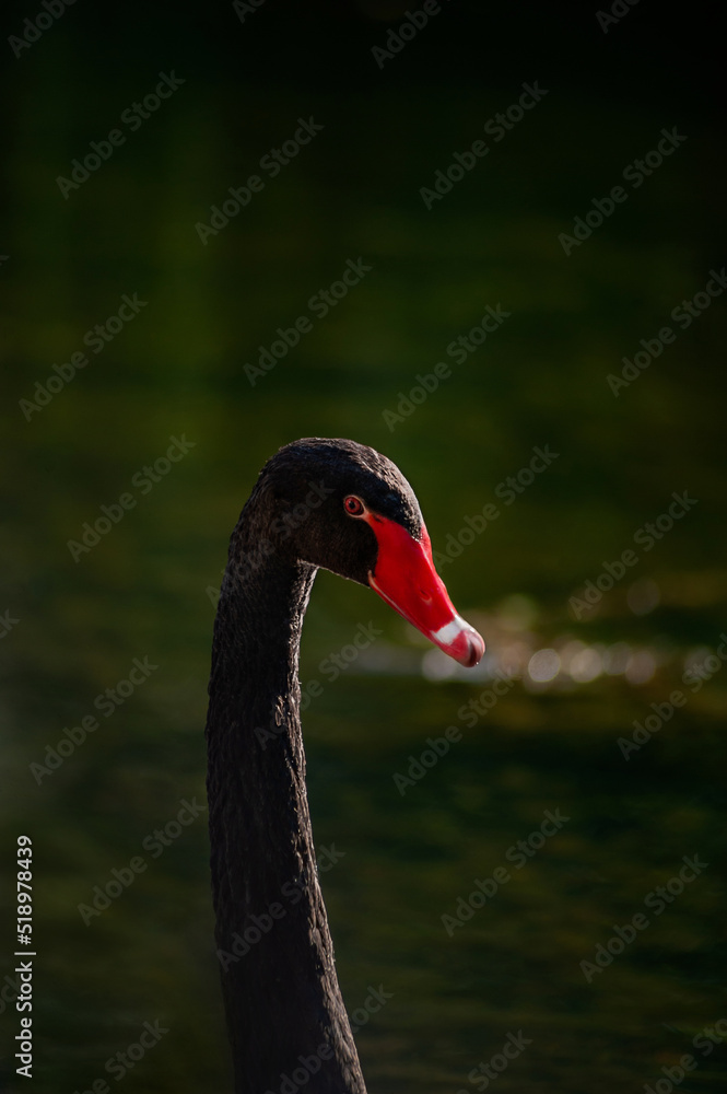 Fototapeta premium black swan on the water
