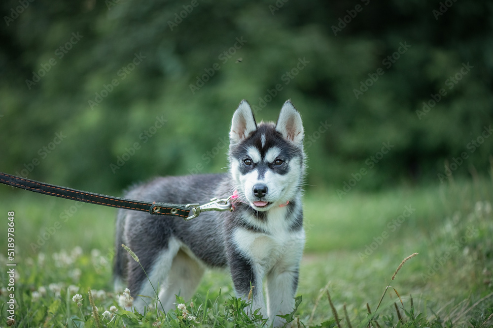Portrait of a beautiful purebred husky puppy in a summer park. There is artistic noise.