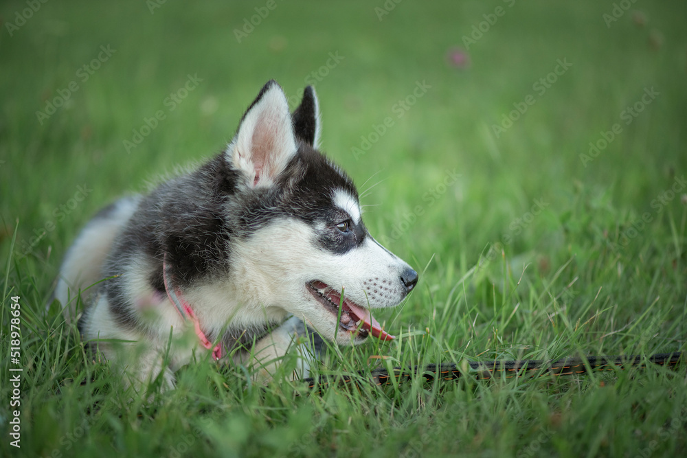 Portrait of a beautiful purebred husky puppy in a summer park. There is artistic noise.