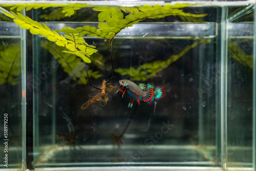 Siamese fighting fish or bettta imbellis.