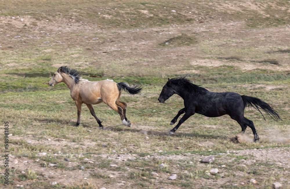 Wild Horse Stallions Fighting in the Utah Desert in Spring Wild Horse Stallions Fighting in the Utah Desert in Spring