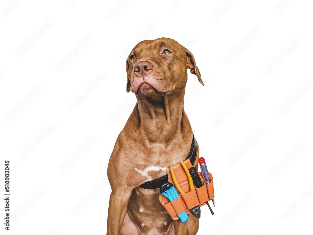 Lovable, pretty brown puppy and hand tools. Closeup, indoors. Studio photo. Congratulations for family, relatives, loved ones, friends and colleagues. Pet care concept