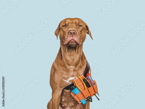 Lovable, pretty brown puppy and hand tools. Closeup, indoors. Studio photo. Congratulations for family, relatives, loved ones, friends and colleagues. Pet care concept