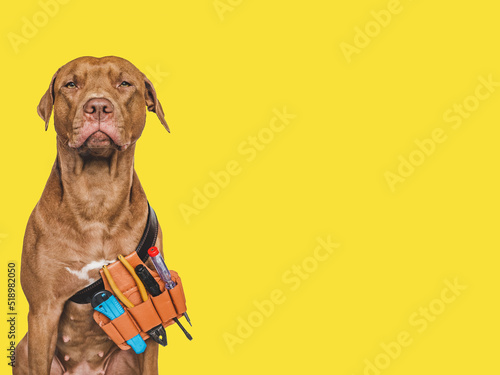 Lovable  pretty brown puppy and hand tools. Closeup  indoors. Studio photo. Congratulations for family  relatives  loved ones  friends and colleagues. Pet care concept
