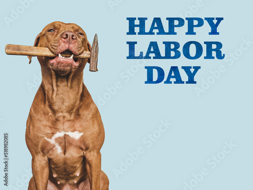 HAPPY LABOR DAY. Lovable, pretty brown puppy and hand tools. Closeup, indoors. Studio photo. Congratulations for family, relatives, loved ones, friends and colleagues. Pet care concept